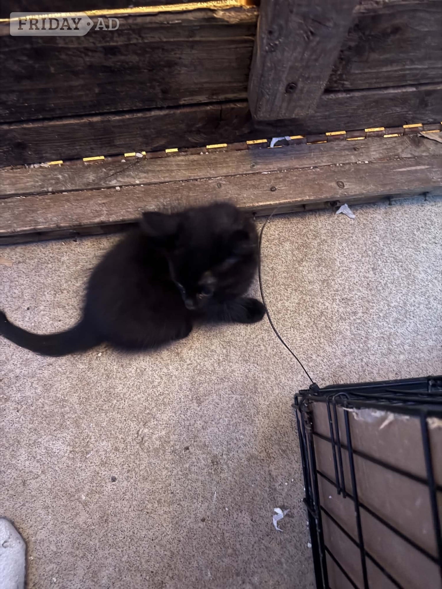 2 kittens for sale both female short haired 