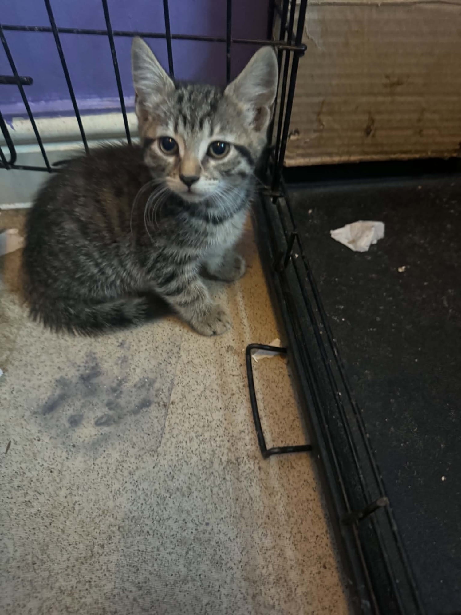 Eastbourne 2 kittens for sale both female short haired 
