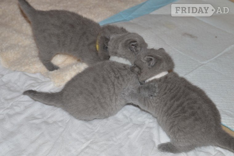2 Top Quality 10 Weeksld GCCF registered Bristish Short Hair Kittens in Nottingham