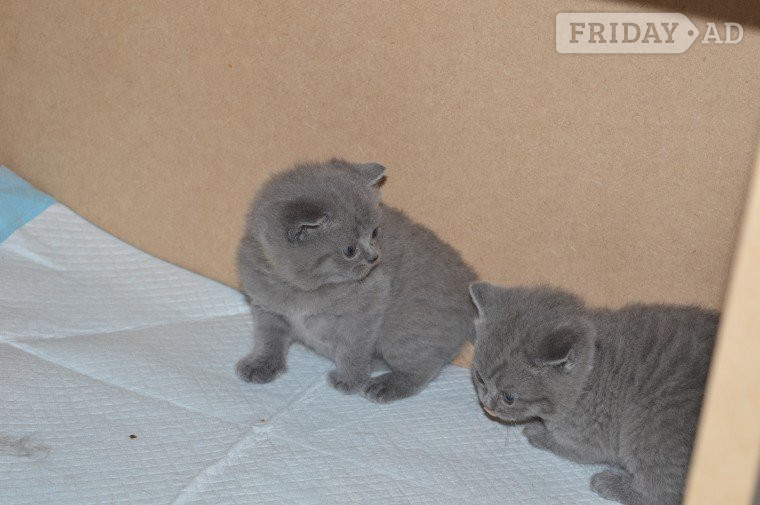 2 Top Quality 10 Weeksld GCCF registered Bristish Short Hair Kittens