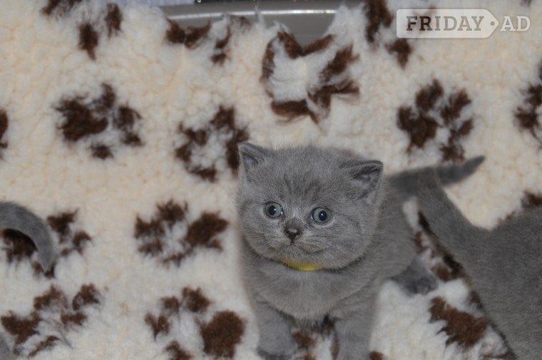 Nottingham 2 Top Quality 10 Weeksld GCCF registered Bristish Short Hair Kittens