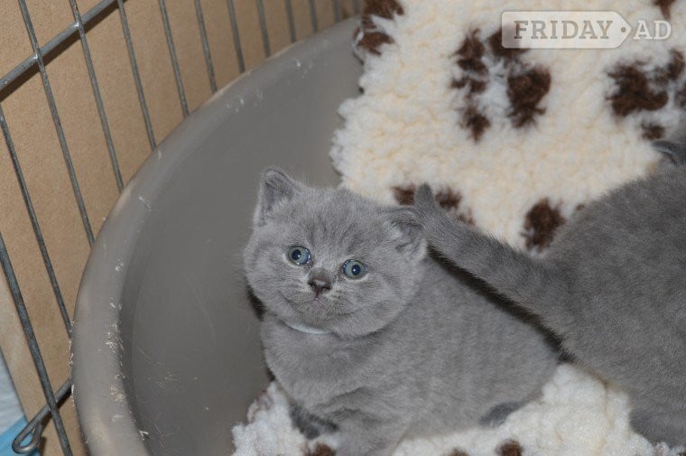 2 Top Quality 10 Weeksld GCCF registered Bristish Short Hair Kittens - Cats & Kittens