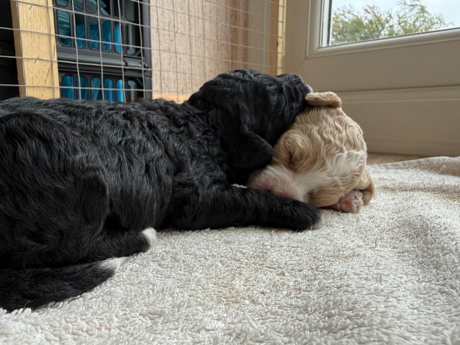 Spalding Partie poo puppies 