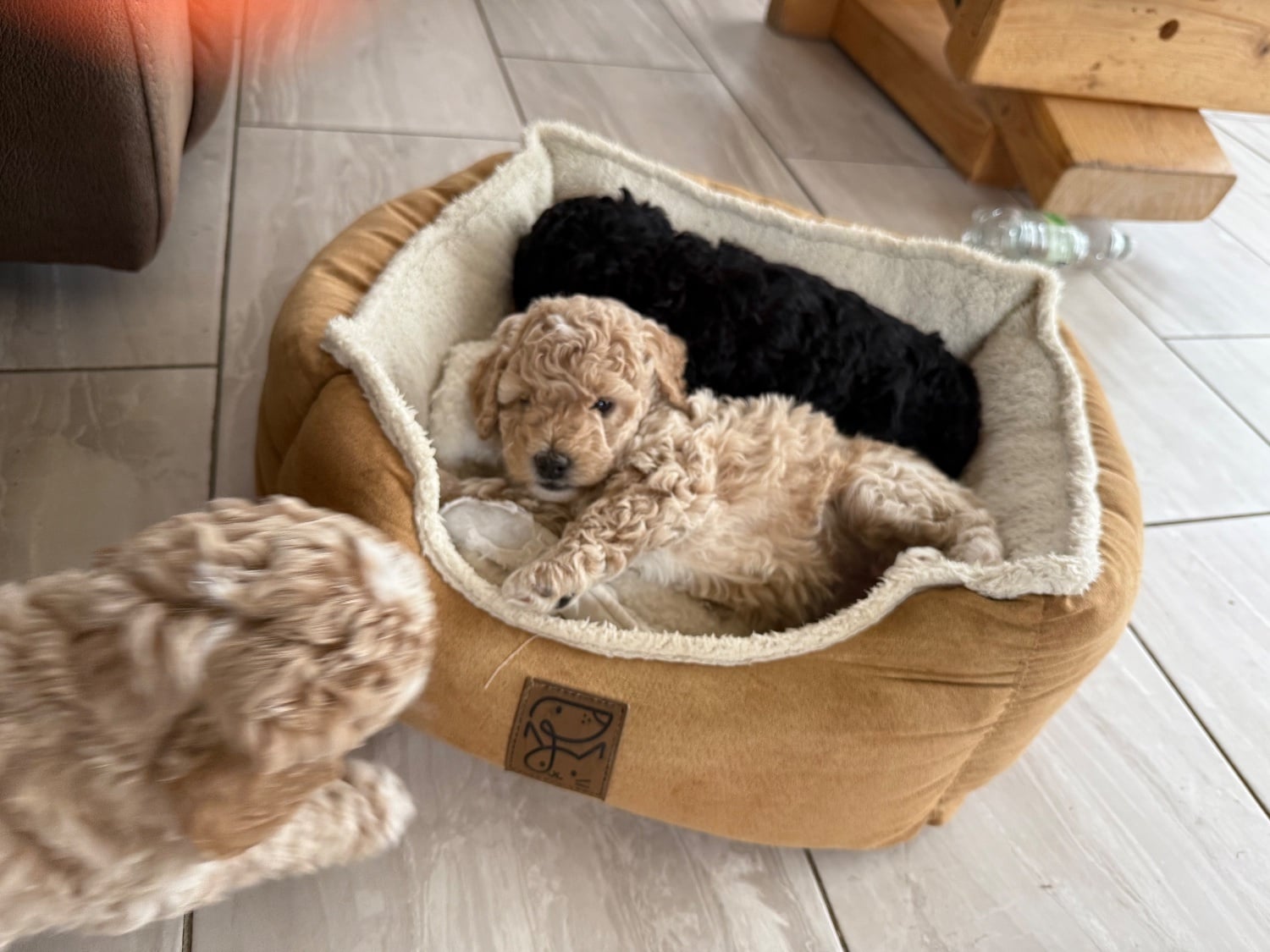 Partie poo puppies  - Dogs & Puppies in Spalding