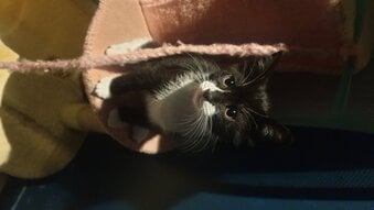 5 little kittens ready for sale ASAP!