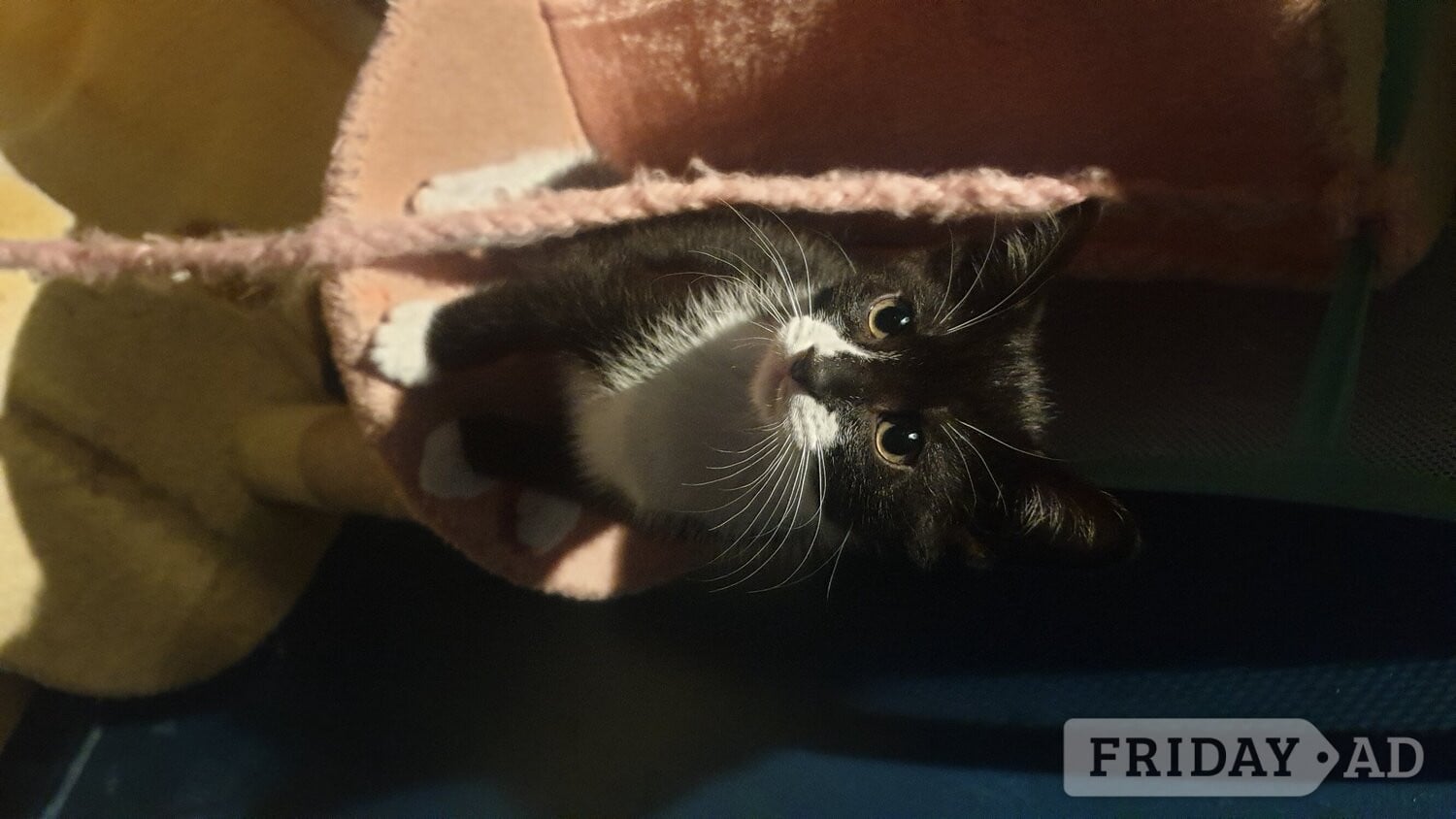 5 little kittens ready for sale ASAP! in Eastbourne