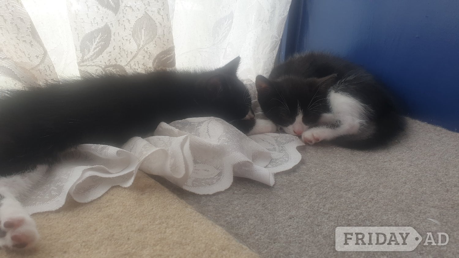 5 little kittens ready for sale ASAP! - Cats & Kittens in Eastbourne
