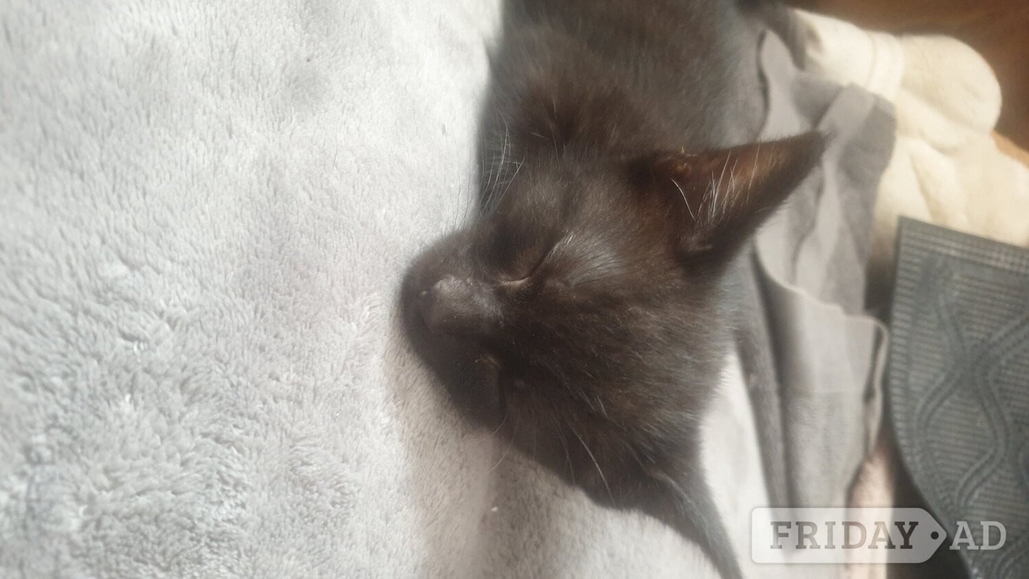 5 little kittens ready for sale ASAP! - Cats & Kittens