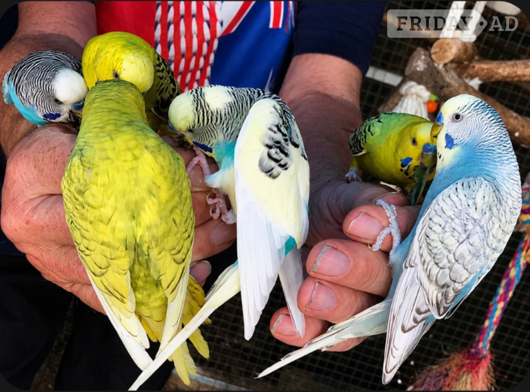 Beautiful Tame Budgies For Sale in Windlesham