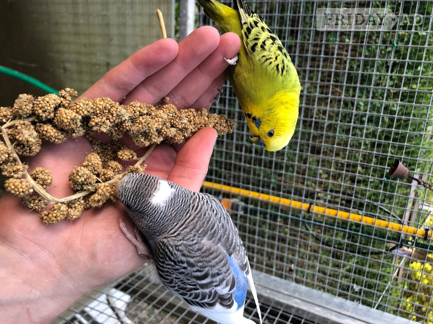 Beautiful Tame Budgies For Sale