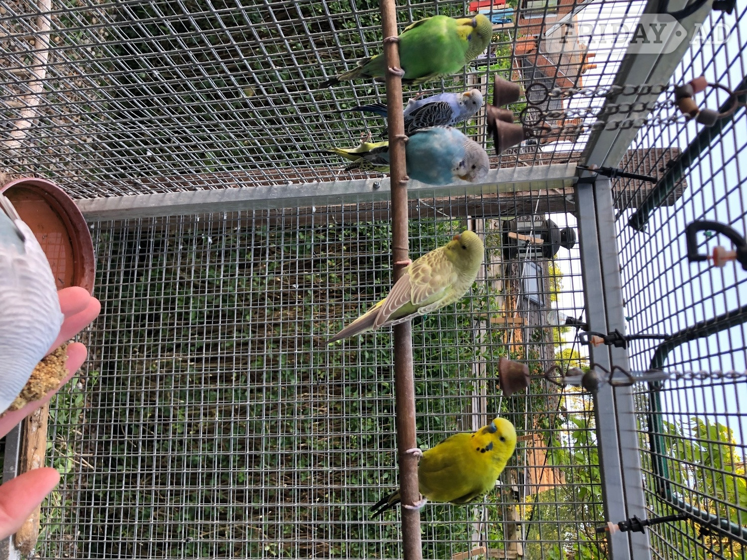 Windlesham Beautiful Tame Budgies For Sale
