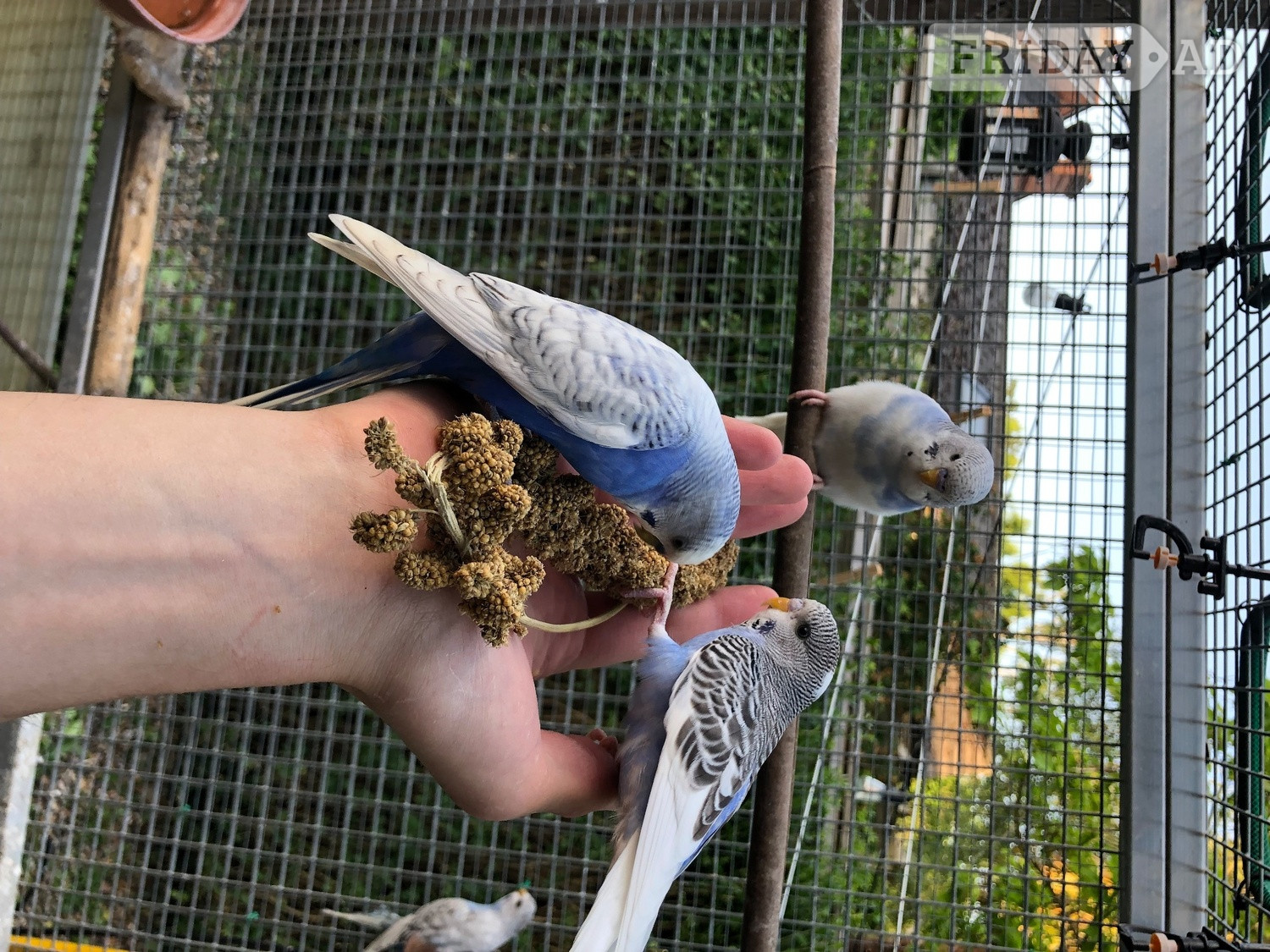 Beautiful Tame Budgies For Sale - Birds in Windlesham