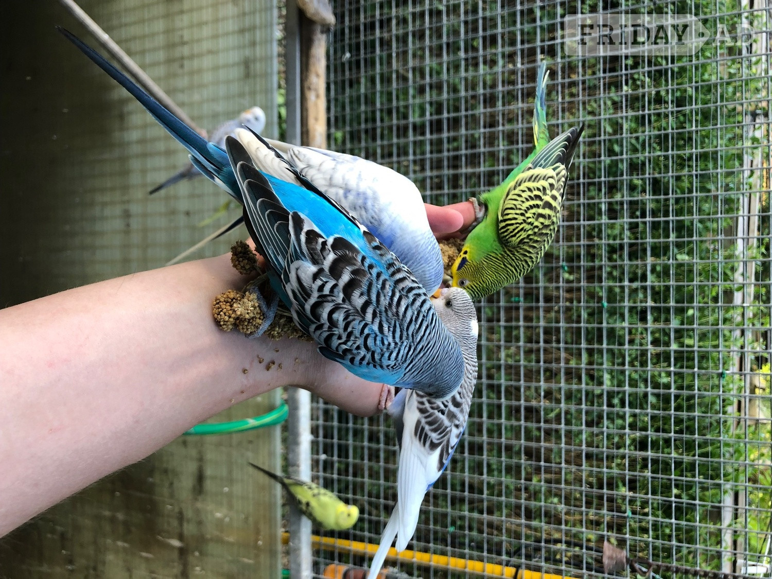 Beautiful Tame Budgies For Sale - Birds