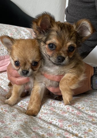  Stunning Chihuahua puppies 