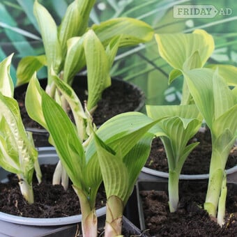  Hosta Collection of 5 Plants Hardy Perennials For Shaded Garden
