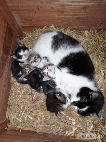 Beautiful friendly kittens reduced in price to good homes 