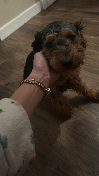 🎈🎈Beutiful cockapoo pup 🎈🎈