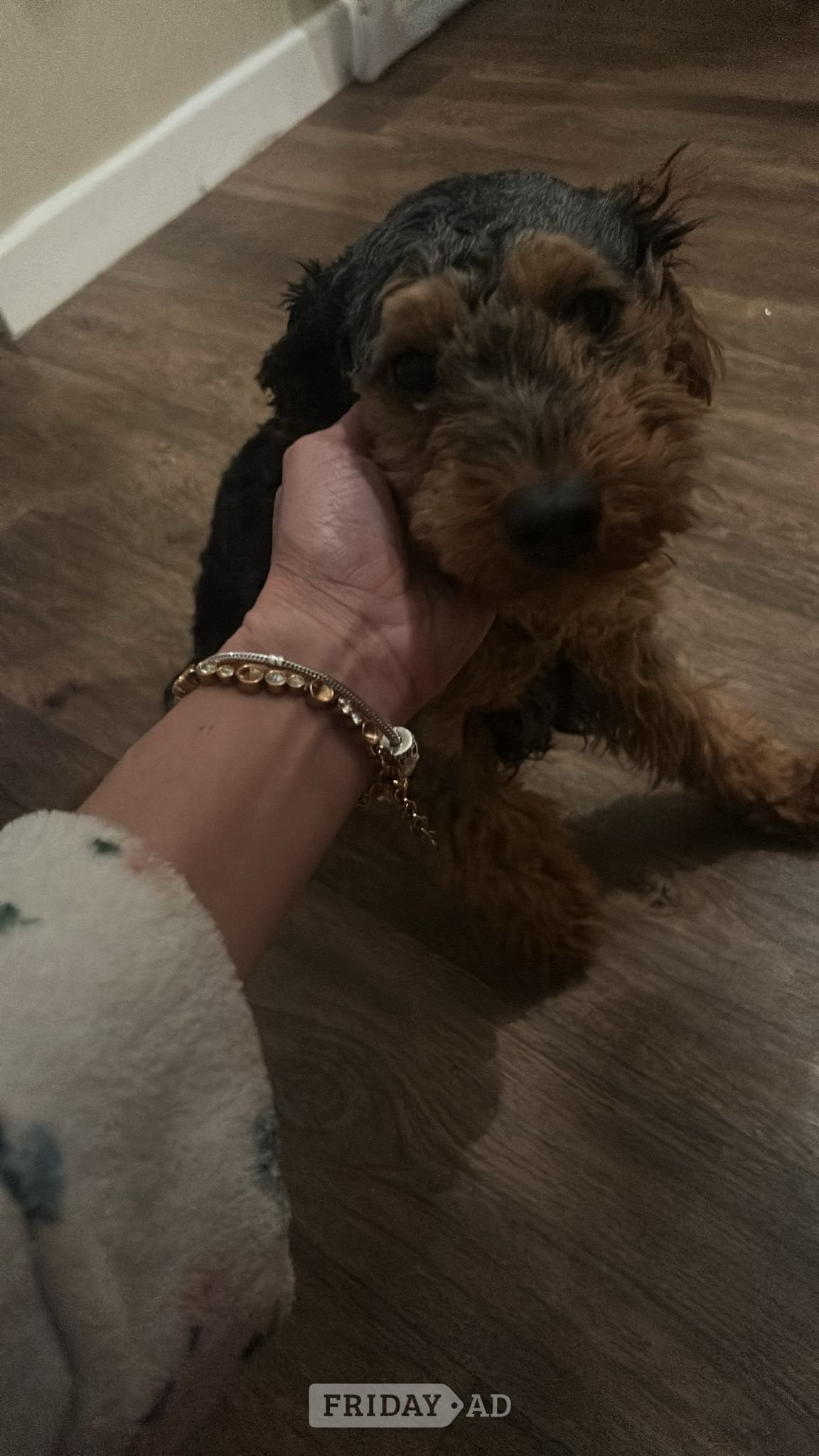 🎈🎈Beutiful cockapoo pup 🎈🎈 in Hillingdon