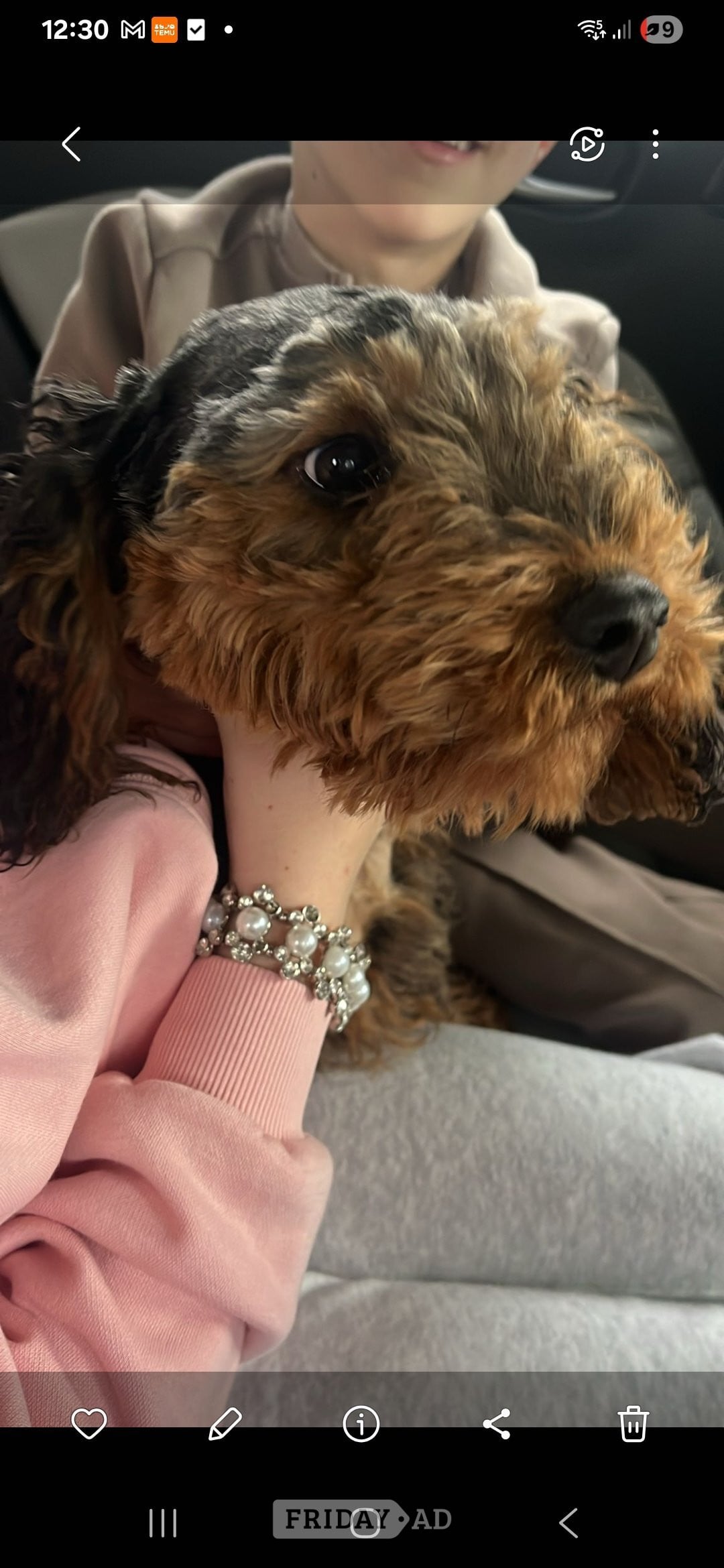 🎈🎈Beutiful cockapoo pup 🎈🎈