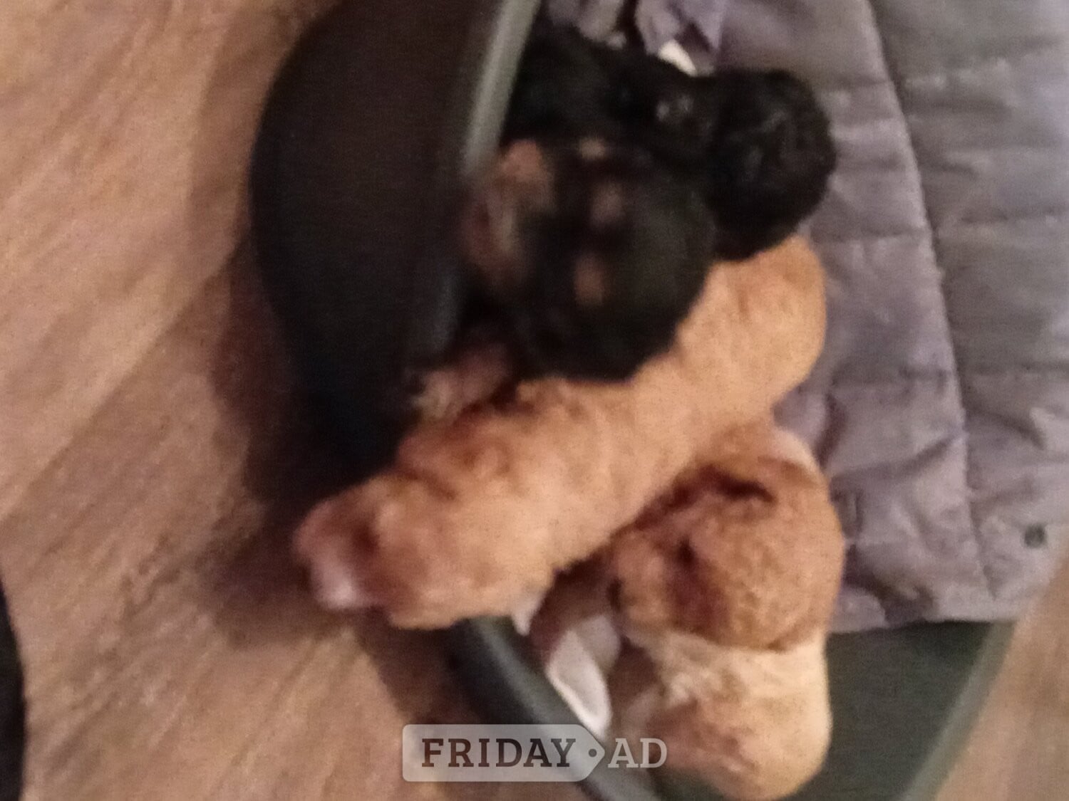Hillingdon 🎈🎈Beutiful cockapoo pup 🎈🎈