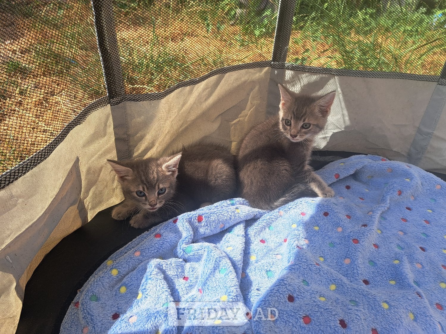 Beautiful kittens , silver grey markings on tummy in Burgess Hill