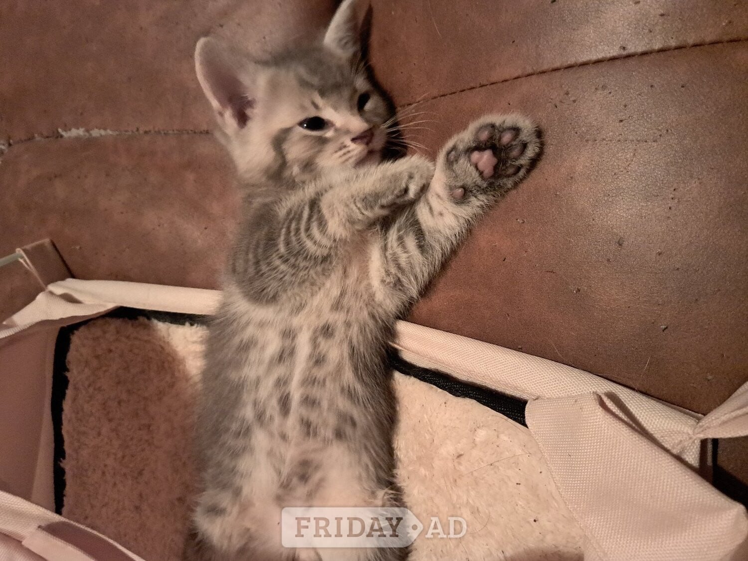 Beautiful kittens , silver grey markings on tummy