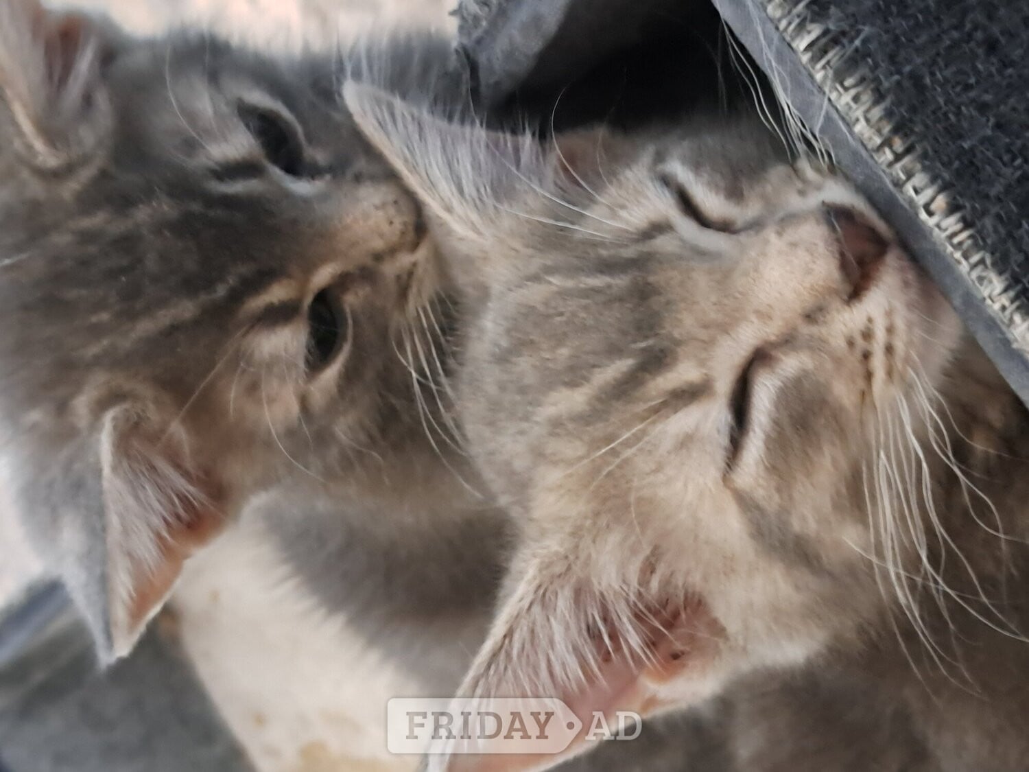 Beautiful kittens , silver grey markings on tummy...1 sold