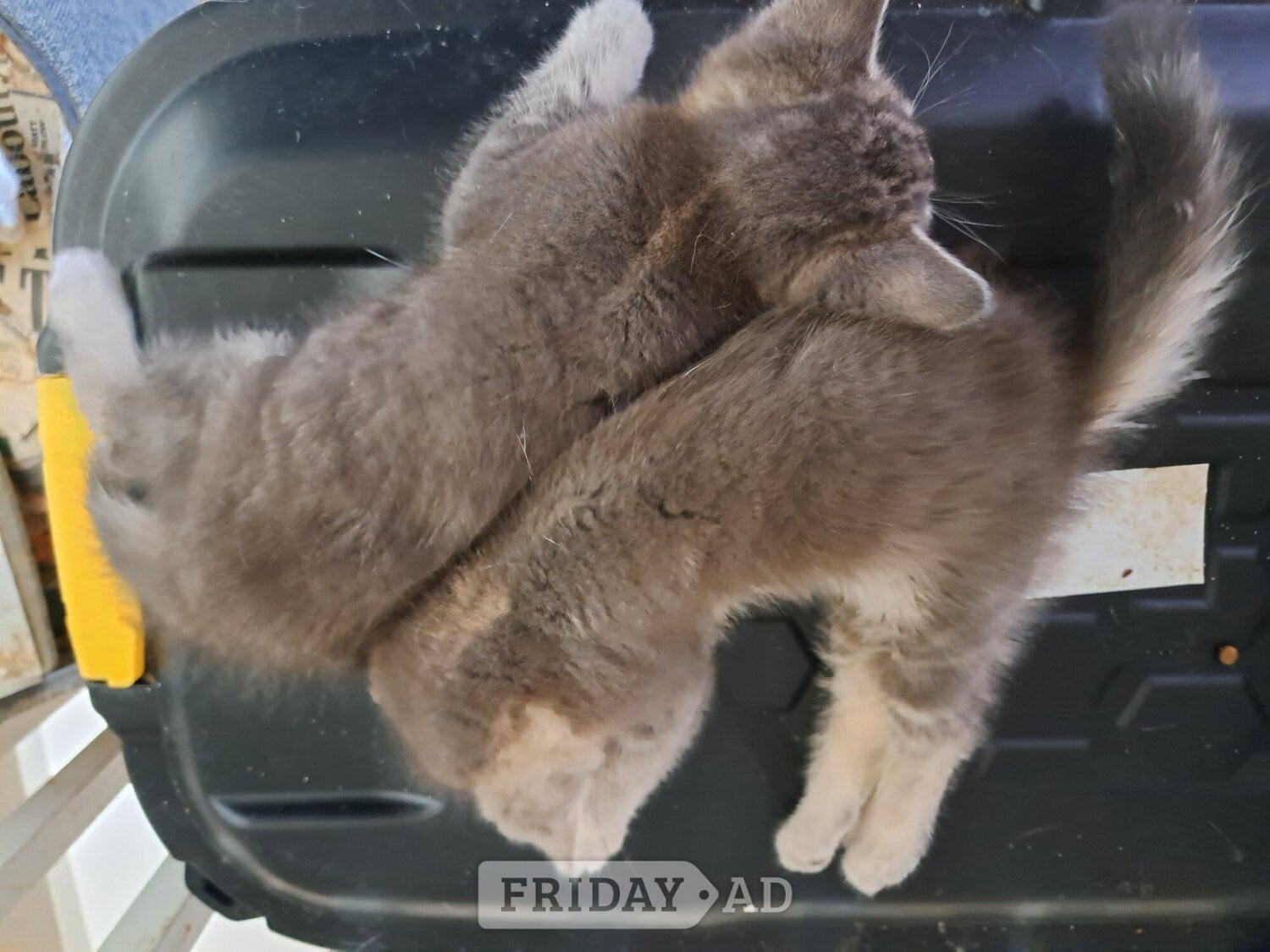 Burgess Hill Beautiful kittens , silver grey markings on tummy
