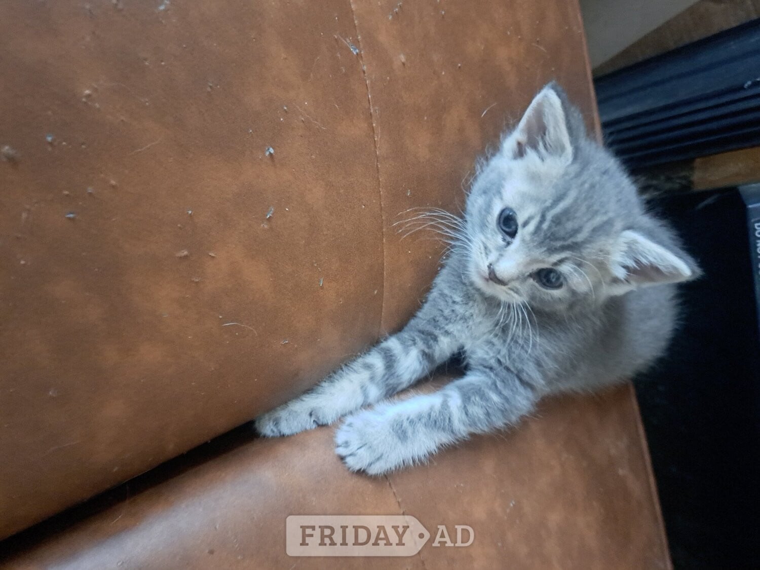 Beautiful kittens , silver grey markings on tummy - Cats & Kittens in Burgess Hill