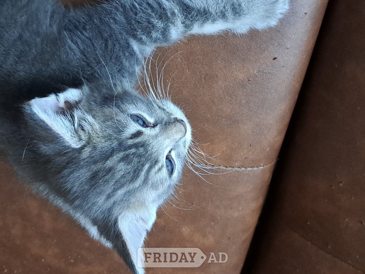 Beautiful kittens , silver grey markings on tummy - Cats & Kittens