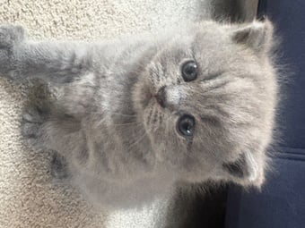 Stunning British Shorthair kittens 