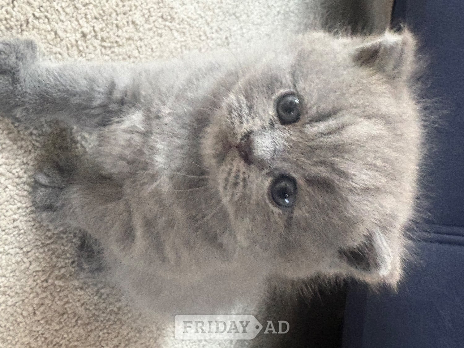 Stunning British Shorthair kittens  in Eastbourne