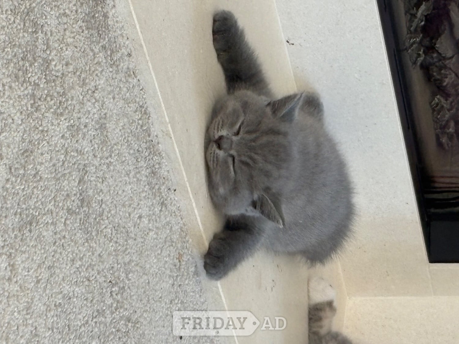 Stunning British Shorthair kittens 