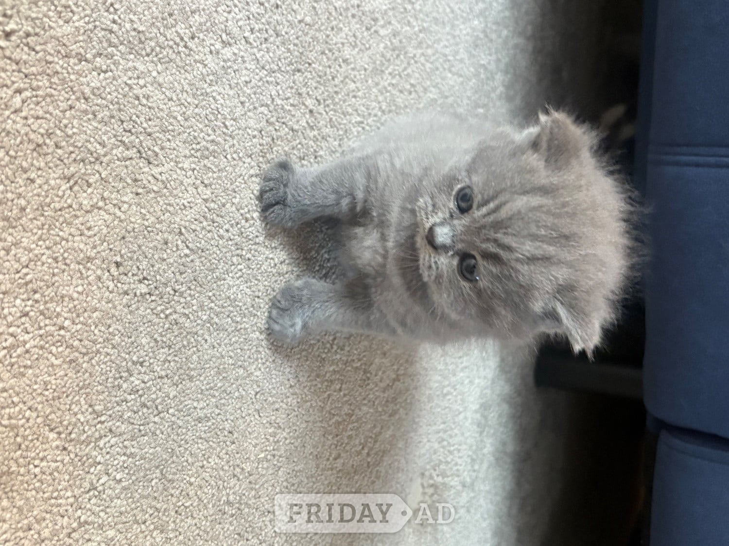 Stunning British Shorthair kittens  - Cats & Kittens