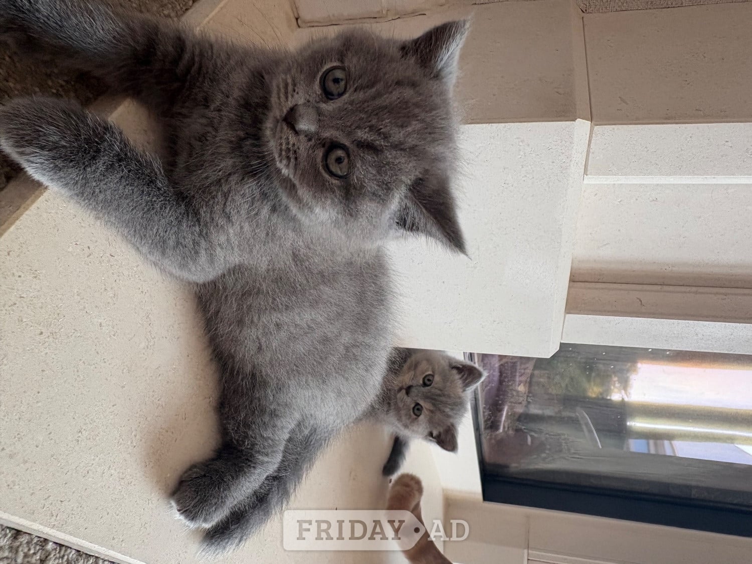 Eastbourne Stunning British Shorthair kittens 