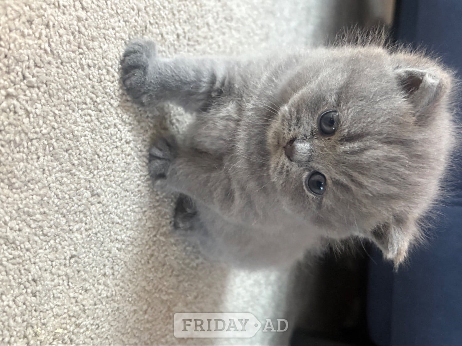 Stunning British Shorthair kittens  - Cats & Kittens in Eastbourne