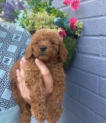F1 cockapoo puppies