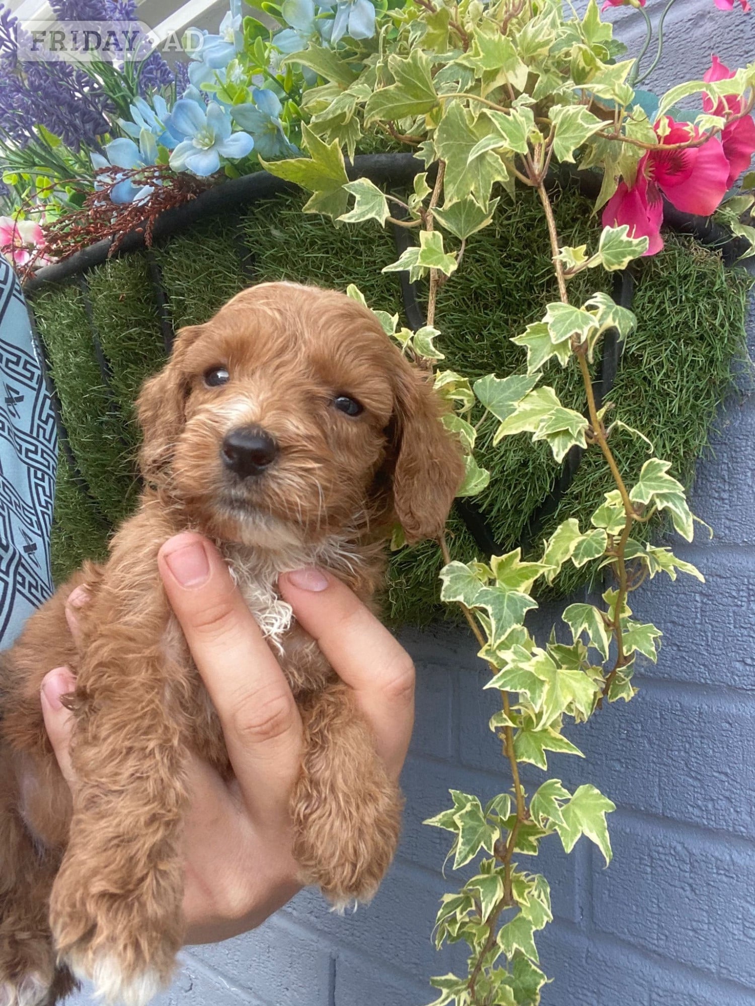 F1 cockapoo puppies