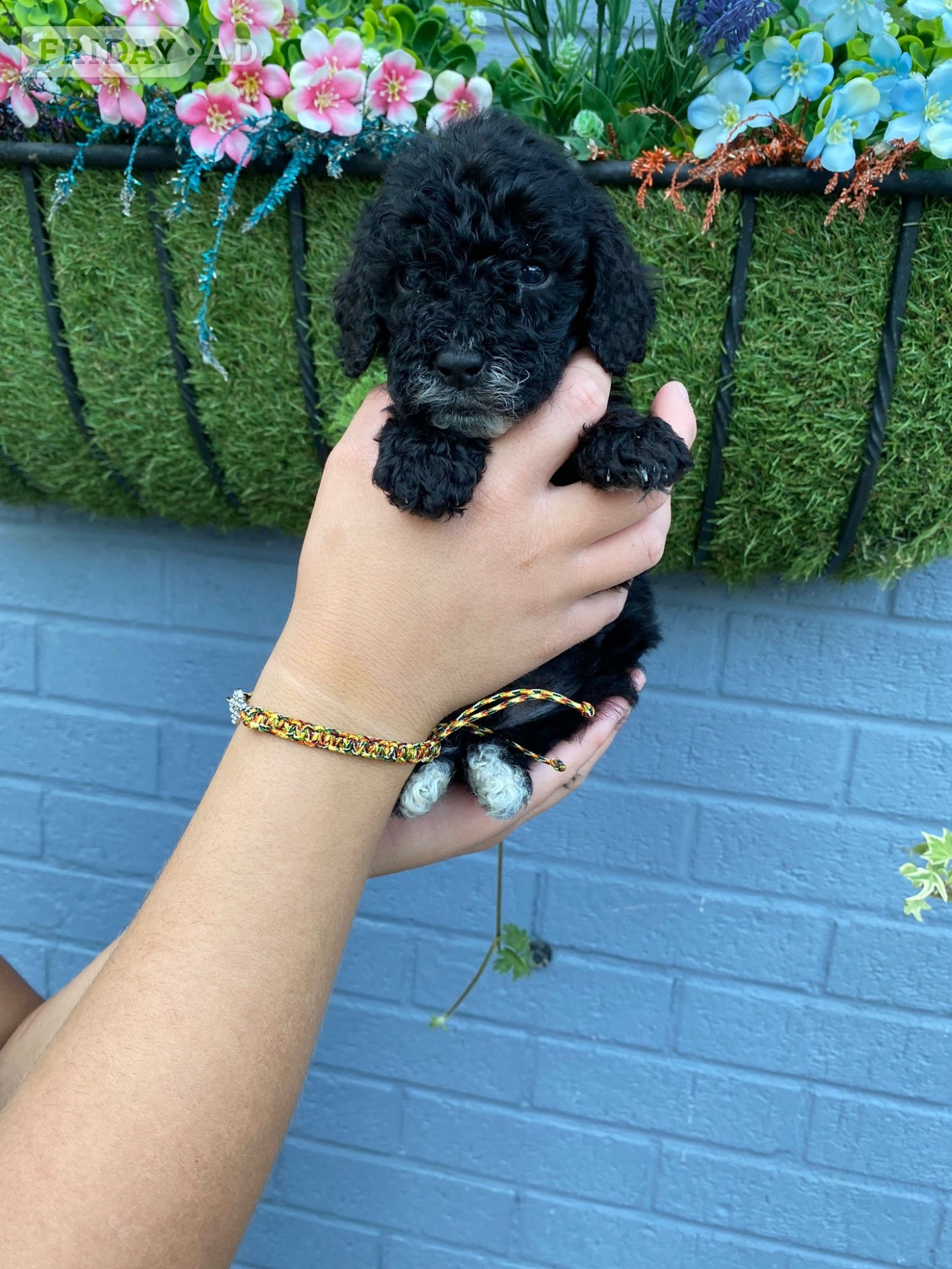 Northampton F1 cockapoo puppies