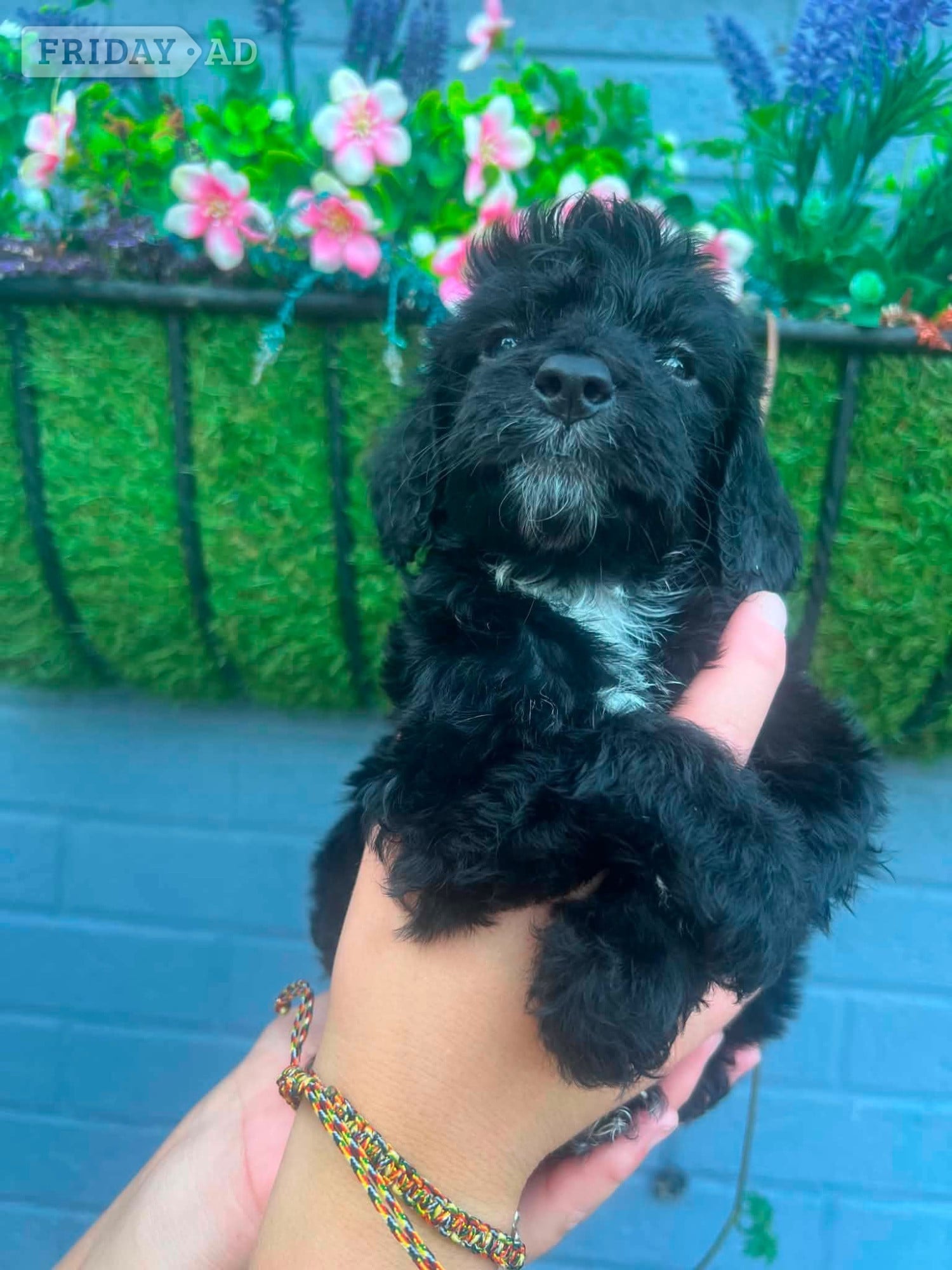 F1 cockapoo puppies - Dogs & Puppies in Northampton