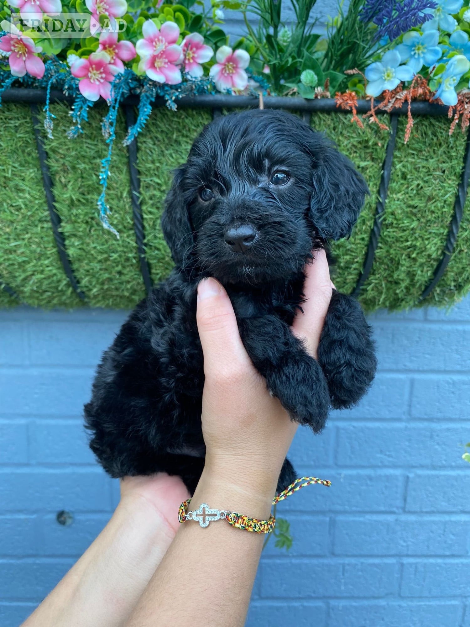 F1 cockapoo puppies - Dogs & Puppies