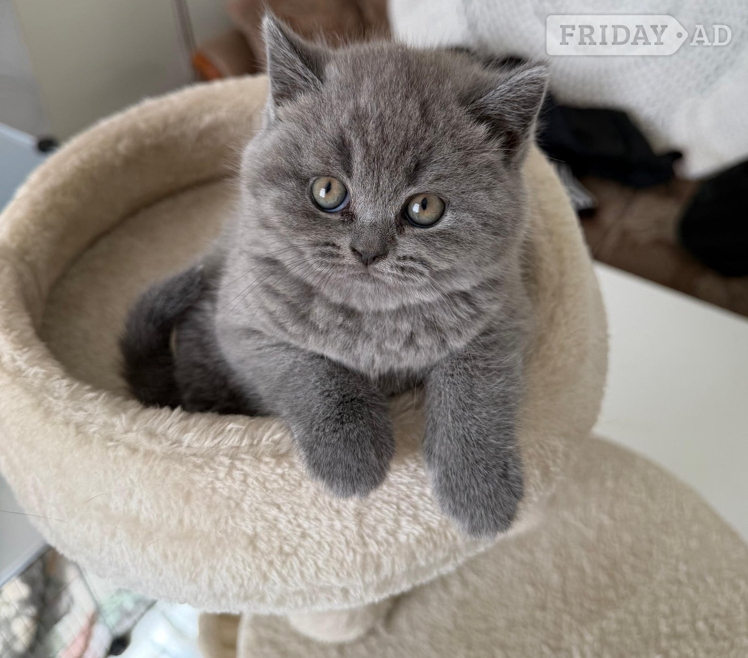 Three blue Britishshorthair kittens girls for sale  in Derby
