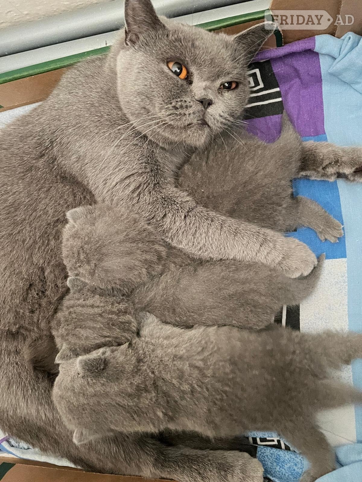 Three blue Britishshorthair kittens girls for sale 