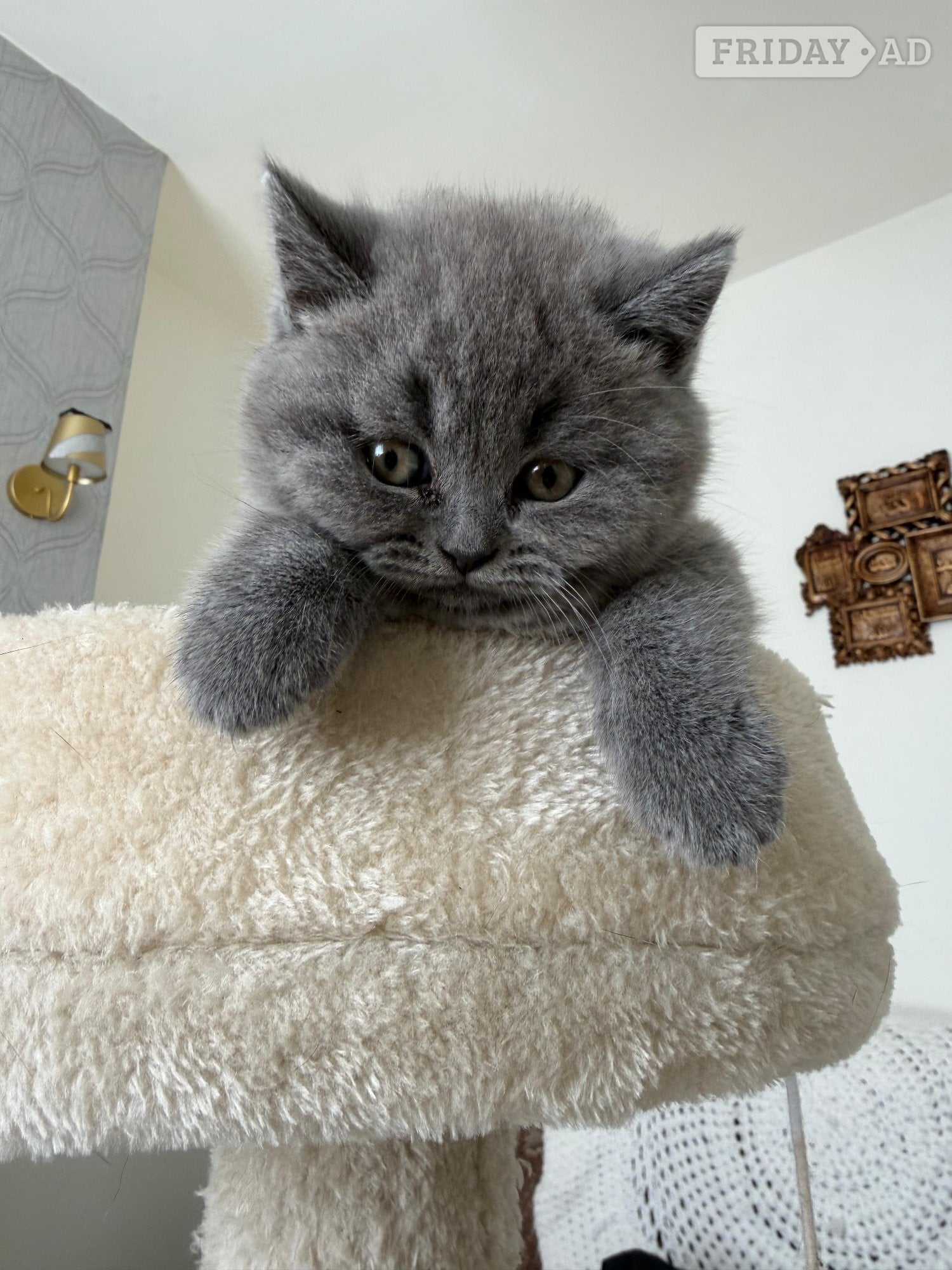 Derby Three blue Britishshorthair kittens girls for sale 