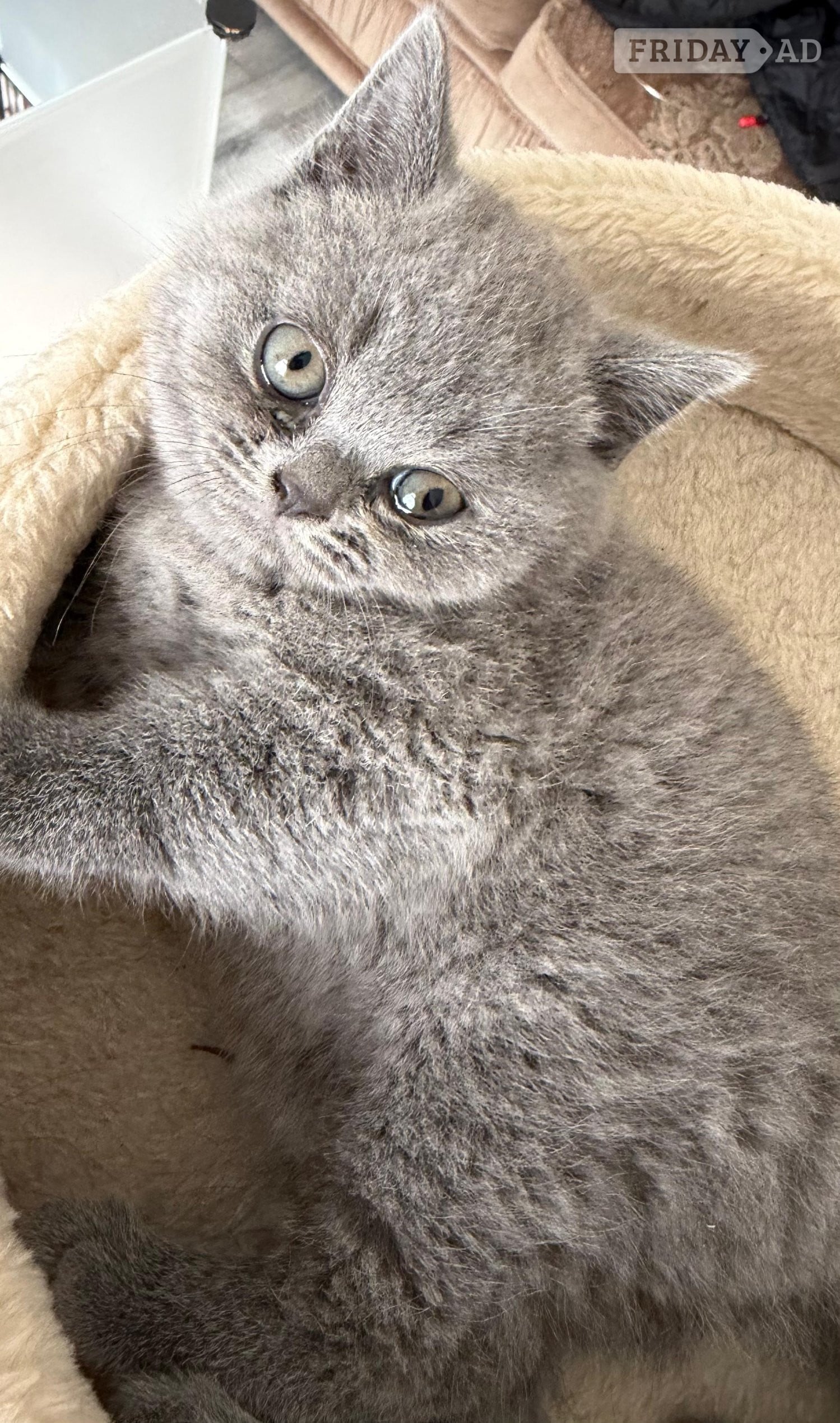 Three blue Britishshorthair kittens girls for sale  - Cats & Kittens in Derby