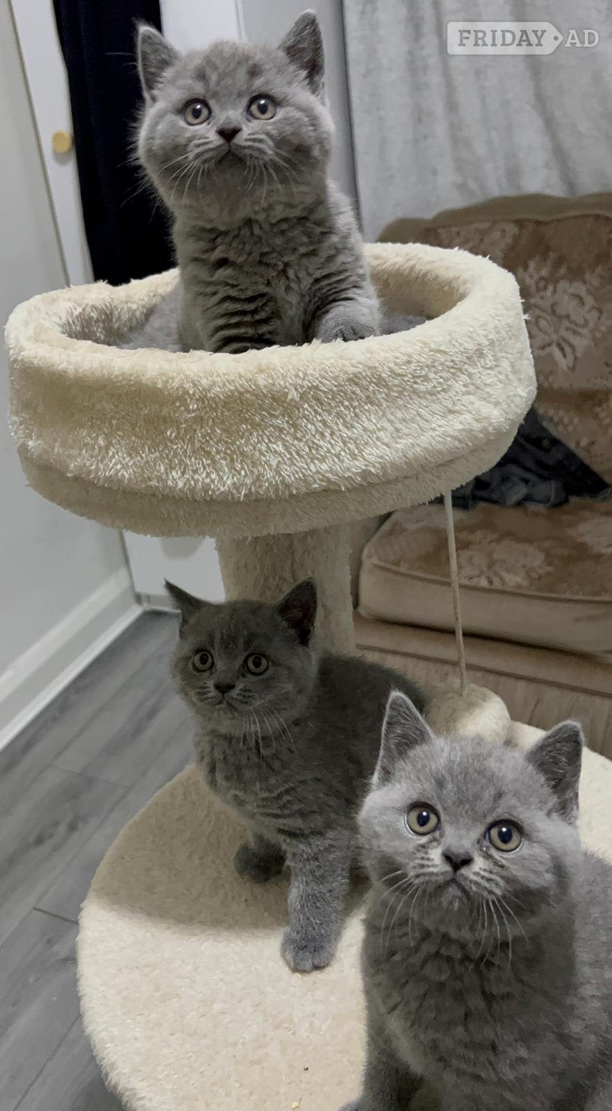 Three blue Britishshorthair kittens girls for sale  - Cats & Kittens