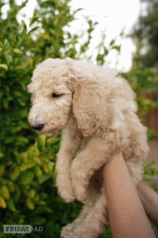 4 Standard Poodle in Aberdeen