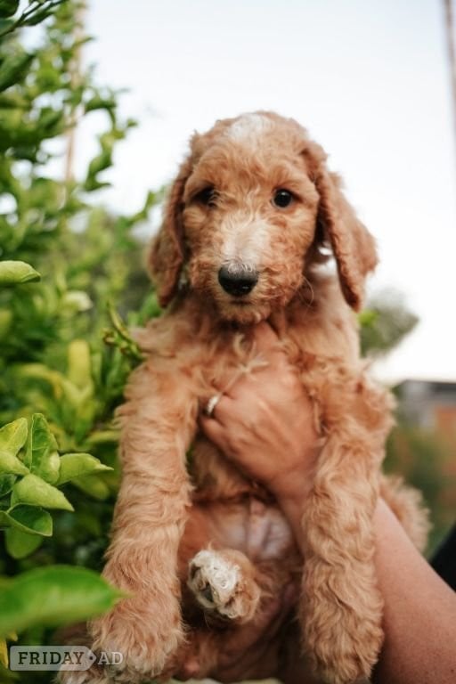 4 Standard Poodle