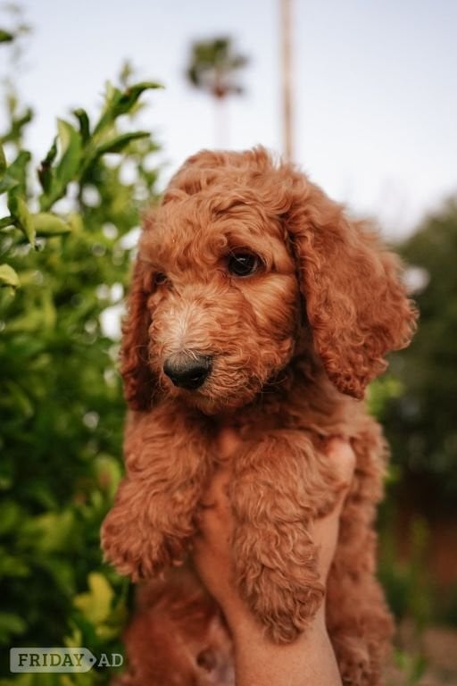 Aberdeen 4 Standard Poodle
