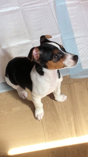 Little Jack Russell boy fully vaccinated, microchipped, deflead, and wormed selling as I live in a one bedroom flat and it just isn’t fair on him good with children as I have a three year old 